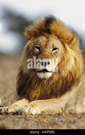 Loewe, Lion, Panthera leo Banque D'Images