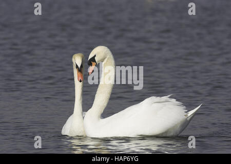 Cygne tuberculé Banque D'Images