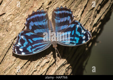 Myscelia ethusa Bluewing mexicain, Banque D'Images