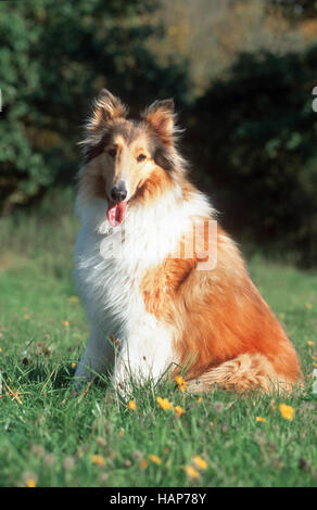 Rough Collie Banque D'Images