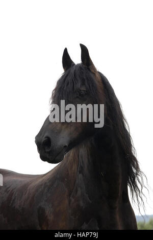 Friesenpferde, frises, Cheval Frison Banque D'Images