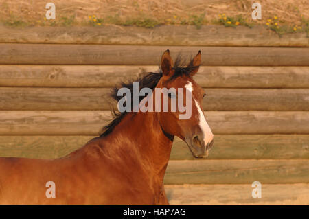 Mecklenburger Horse Banque D'Images