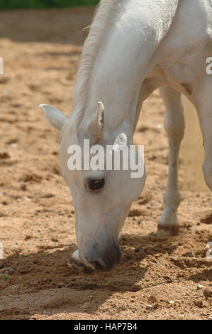 Cheval gris Banque D'Images