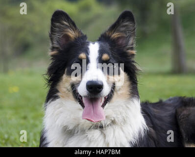 Berger Australien, Australischer Schaeferhund Banque D'Images