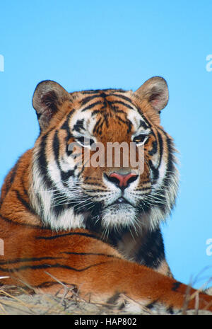 Tigre royal Banque D'Images