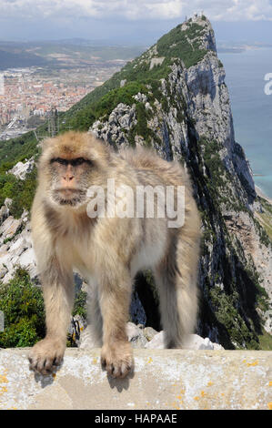 Gibraltar singes : les seuls singes sauvages vivant en Europe et la vue sur le rocher de Gibraltar en arrière-plan. Photo prise le : 23 avril, 2011 Banque D'Images