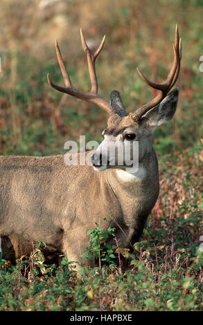 Le Cerf mulet, le Parc National de Yellowstone, États-Unis Banque D'Images