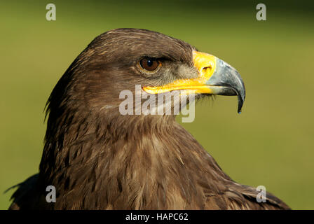 Aigle des steppes - Aquila nipalensis Banque D'Images