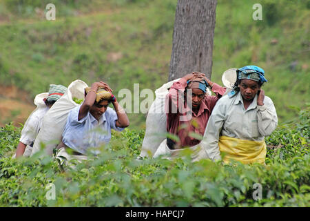 La récolte des femmes sur des feuilles de thé de Sri Lanka. Banque D'Images