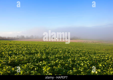 Les cultures fourragères avec des moutons paissant dans un champ misty dans le pittoresque paysage english channel sous un ciel bleu à l'automne. Banque D'Images