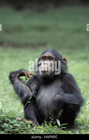 Chimpanzé Banque D'Images