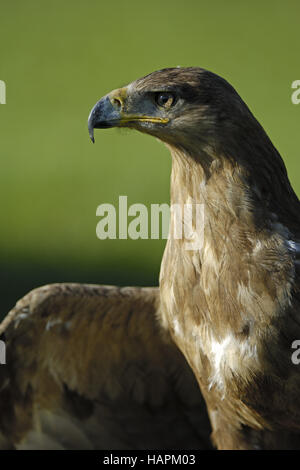 Steppenadler, Steppe Eagle (Aquila nipalensis) Banque D'Images