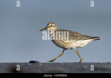 Knutt [Knot Calidris canutus] Banque D'Images