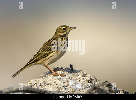 Wiesenpieper meadow pipit spioncelle Anthus pratensis] [ Banque D'Images