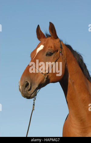 Cheval Équitation allemande Banque D'Images