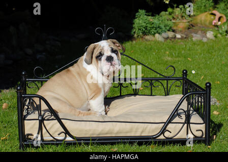 Bulldog anglais Banque D'Images