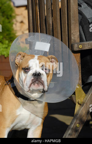 Bulldog anglais Banque D'Images