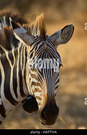 Zebra, posant pour un portrait Banque D'Images