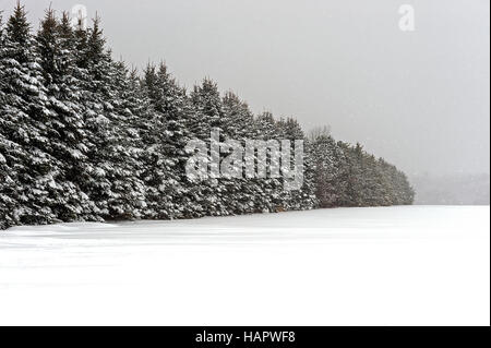 Les arbres à feuilles persistantes dans la tempête de neige Banque D'Images