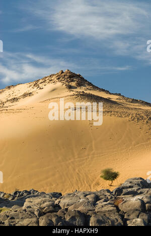 Les nains de dunes de sable, Acacia Banque D'Images