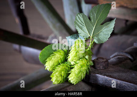 Détail de cônes de houblon sur le fond rouillé Banque D'Images