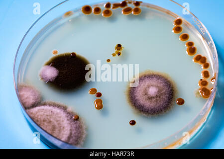 Les colonies de bactéries sur les boîtes de Petri Banque D'Images
