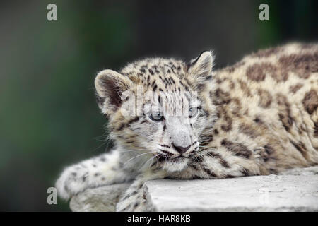 Snow Leopard cub, Panthera uncia, captive, Zoo du Parc Assiniboine, Winnipeg, Manitoba, Canada. Banque D'Images