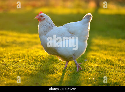 Des poulets dans un jardin arrière avec la lumière du soleil d'or. Banque D'Images