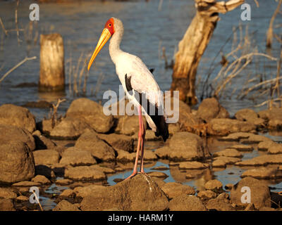 Yellow-billed Stork (Micteria ibis) en plumage nuptial en position verticale typique sur le lac Baringo côte rocheuse de la vallée du Rift au Kenya Banque D'Images