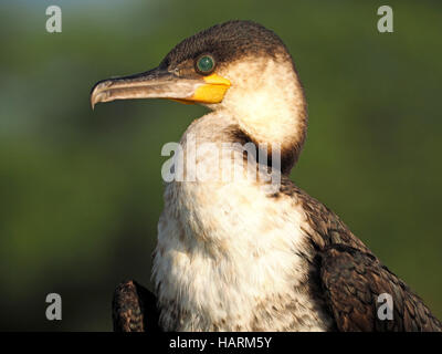 Portrait de Grand Cormoran (Phalacrocorax carbo) avec nicitating à travers la membrane de l'œil vert caractéristique au lac Baringo au Kenya Banque D'Images