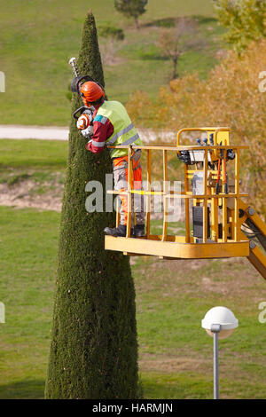 L'homme équipé d'une grue sur un cyprès avec tronçonneuse d'élagage. La verticale Banque D'Images