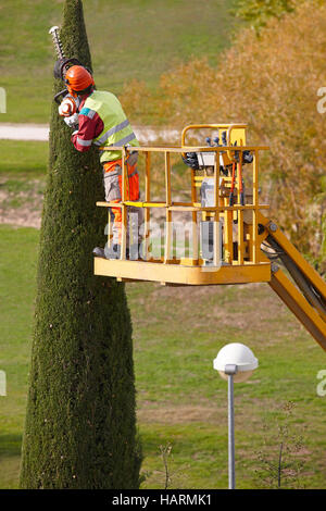 L'homme équipé d'une grue sur un cyprès avec tronçonneuse d'élagage. La verticale Banque D'Images