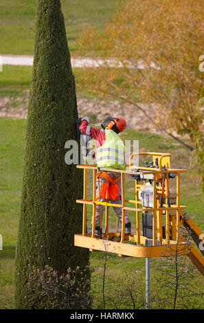 L'homme équipé d'une grue sur un cyprès avec tronçonneuse d'élagage. La verticale Banque D'Images