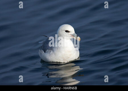 Le fulmar boréal / Arctic Fulmar (Fulmarus glacialis) phase lumineuse piscine en mer du Groenland Banque D'Images