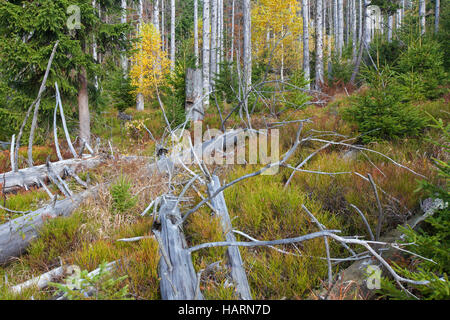 Affligés épinettes tuées par des dendroctones de l'épinette (Ips typographus L.) infestation sur Rachel mountain, Parc National de la Forêt bavaroise Banque D'Images