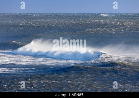 Crête des vagues à la mer Arctique montrant les embruns et spindrift en raison de vents violents Banque D'Images