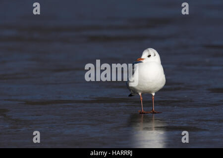Lachmoewe, Larus ridibundus, mouette Banque D'Images