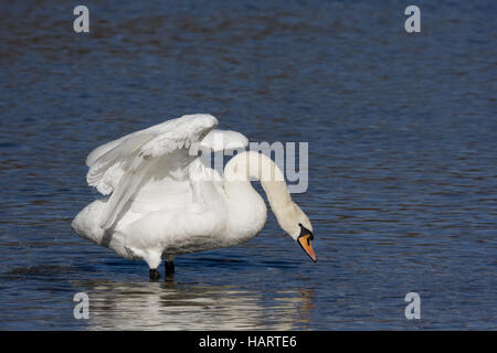 Hoeckerschwan, cygne muet, Cygnus olor Banque D'Images