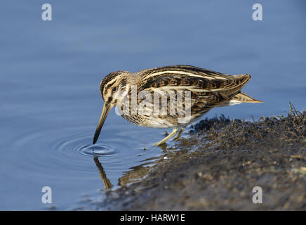 Jack Snipe - Lymnocryptes minimus Banque D'Images