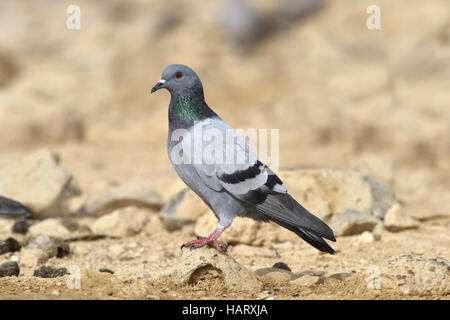 Pigeon biset - Columba livia Banque D'Images