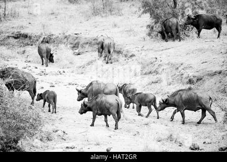 Le noir et blanc d'un troupeau de buffles traversant une rivière à sec. Banque D'Images