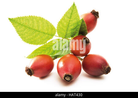 Dog Rose (rosa canina), souvent appelé incorrectement cynorhodon Banque D'Images