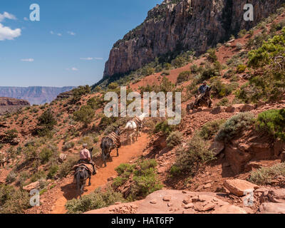 Mulets faisant l'entretien des sentiers, région de Cedar Ridge, South Kaibab Trail, Grand Canyon South Rim, Arizona. Banque D'Images