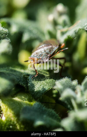 Un gros plan d'une green shield bug (Palomena prasina) Banque D'Images