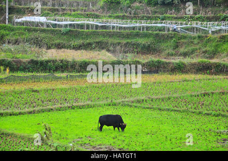 Matang Gejia Village Dong et son peuple dans la province du Guizhou en Chine utiliser les buffles d'eau pour cultiver leurs récoltes. Banque D'Images