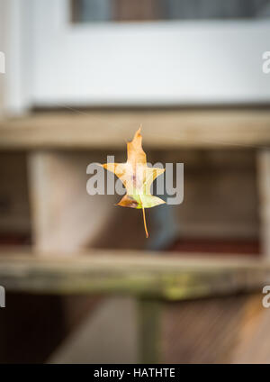 Une feuille d'automne brun se balançant d'un mince fil d'araignée dans une arrière-cour. Banque D'Images