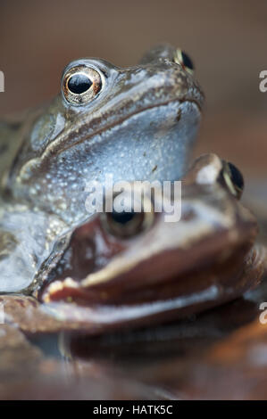 / Grasfrosch / Rana temporaria grenouille rousse Banque D'Images