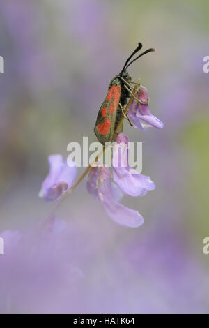 Beilfleckwiddwechen (Zygaena loti)3.jpg Banque D'Images