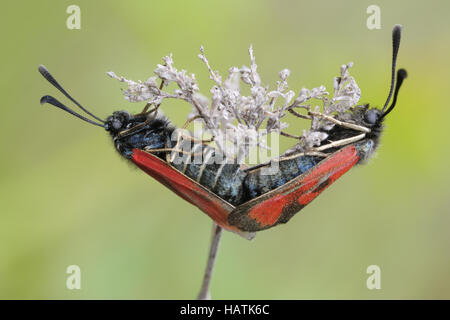 Beilfleckwiddwechen (Zygaena loti)2.jpg Banque D'Images