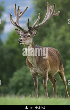 Rothirsch, (Cervus elaphus), red deer Banque D'Images